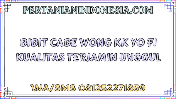 Bibit Cabe Wong KK Yo F1 Kualitas Terjamin Unggul